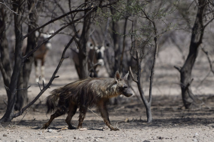 Zwei Oryx beobachten eine braune Hyäne
