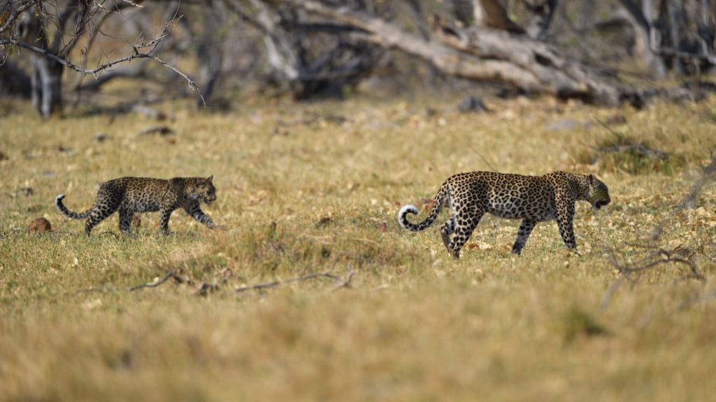 Leopard mit Jungem