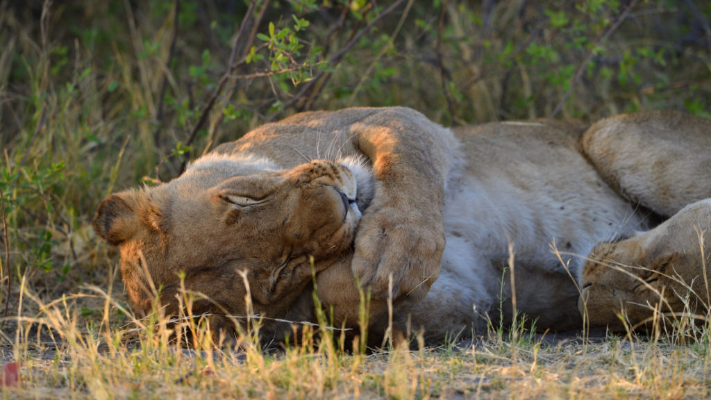 Löwe schläft in der Nähe der Magotho Campsite