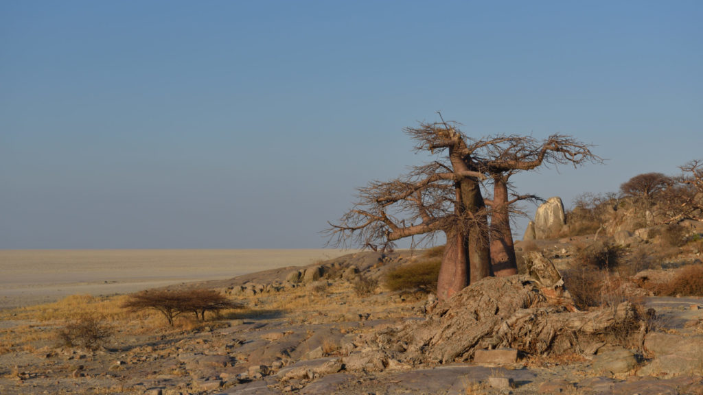 Baobabs und Granitfelsen