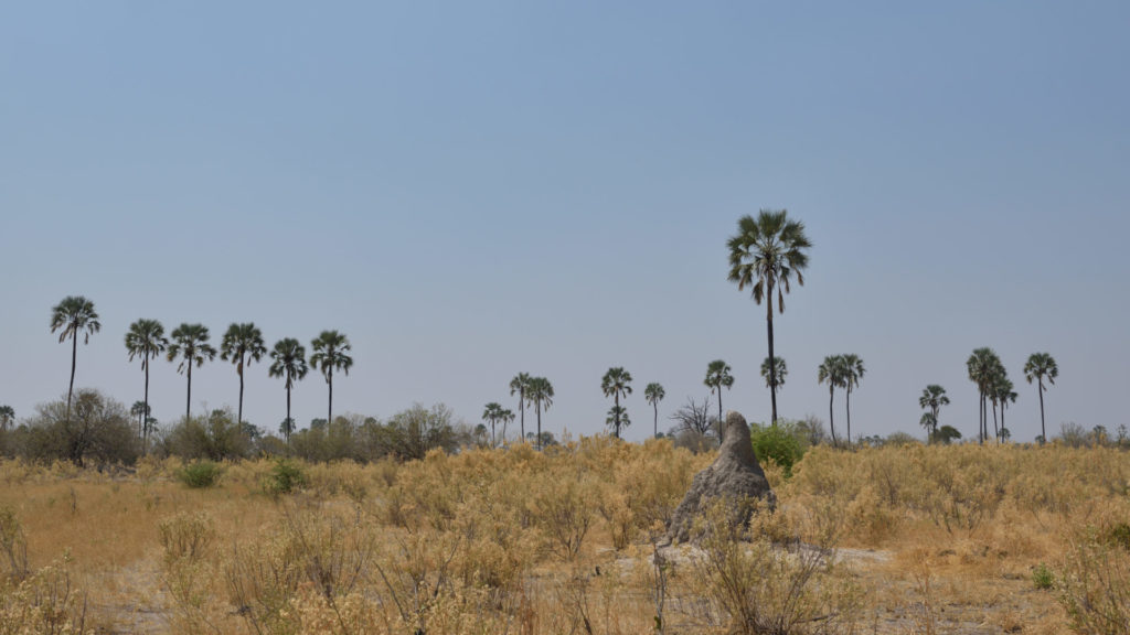 Palmen säumen den Horizont im Moremi Game Reserve