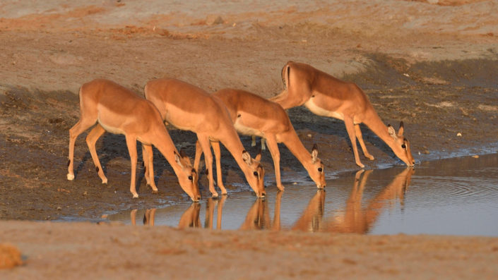 Impalas am Savuti Wasserloch
