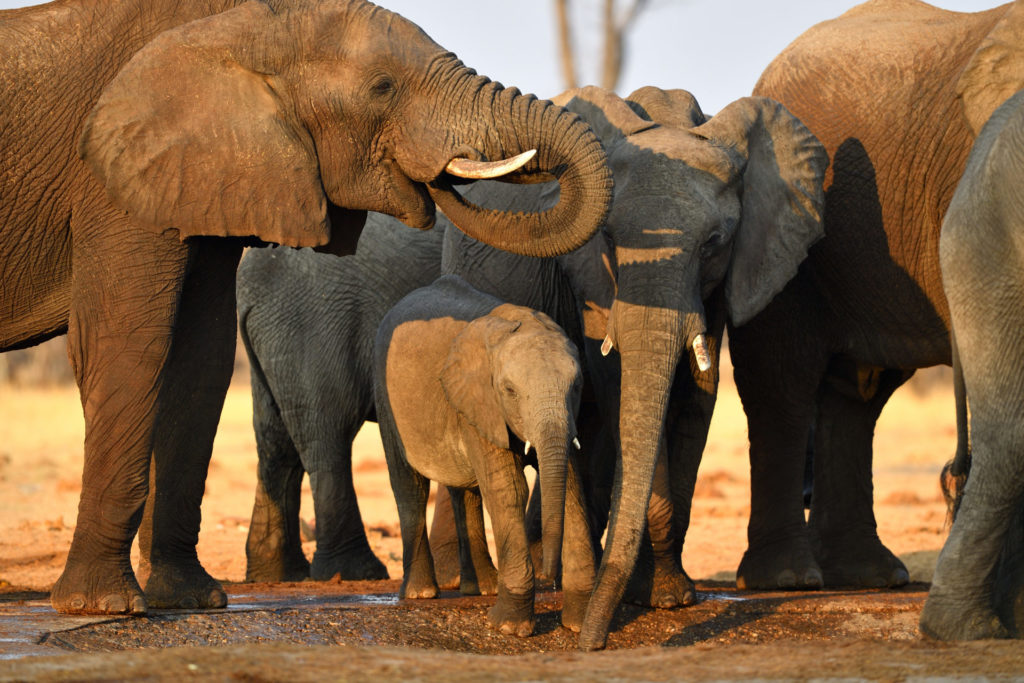 Erwachsenen Elefanten mit Kind am Wasserloch
