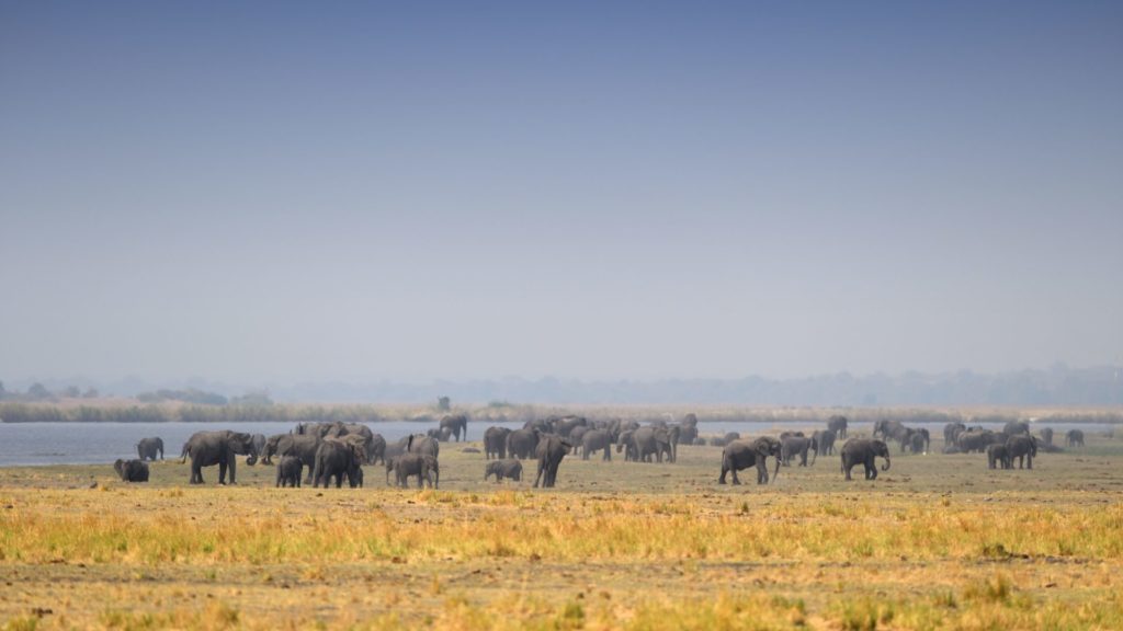 200 Elefanten am Chobe River