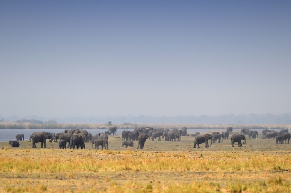 200 Elefanten am Chobe River