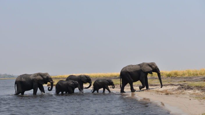Elefanten erreichen das Ufer des Chobe Rivers