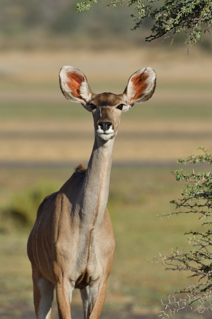 Kudu Portrait