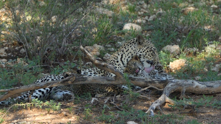 Leopardin Miera mit ihren zwei Jungen, Auob River
