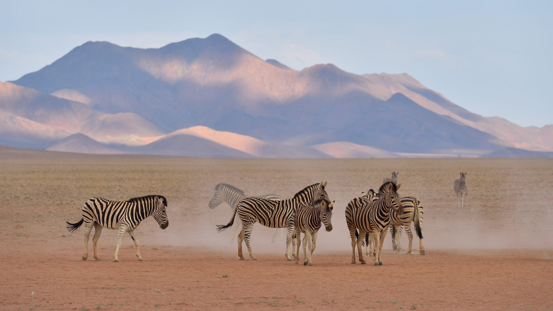 Zebras am NamibRand Family Hideout Wasserloch