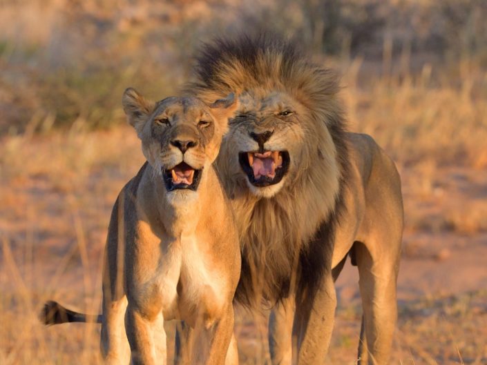 Kalahari-Löwen