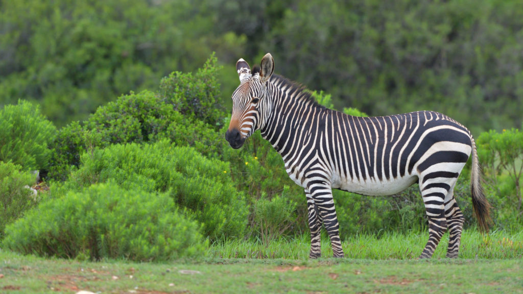 Cape Mountain Zebra, De Hoop Nature Reserve