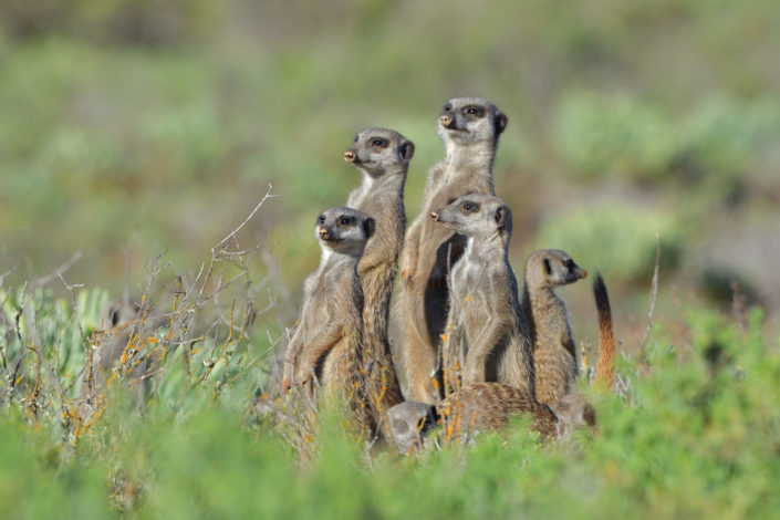 vier Erdmännchen stehen im Fynbos