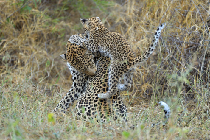 Mashatu Game Reserve: Das Leoparden-Mädchen springt im hohen Gras ihrer Mutter an