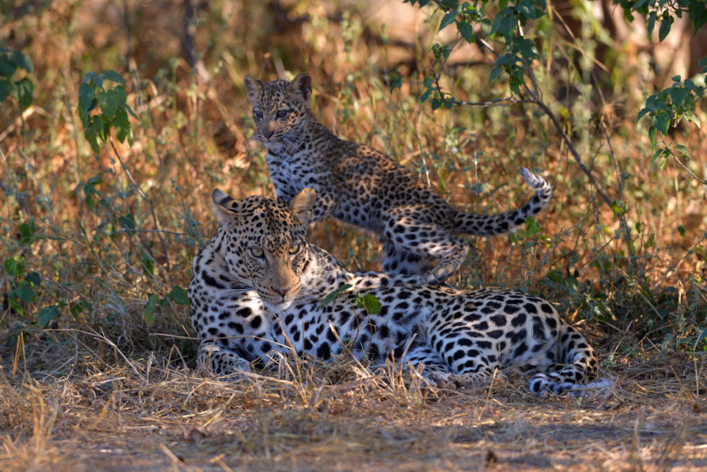 Die Leoparden Mutter lässt alles mit sich machen im Mashatu Game Reserve