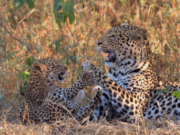 Mashatu Leoparden