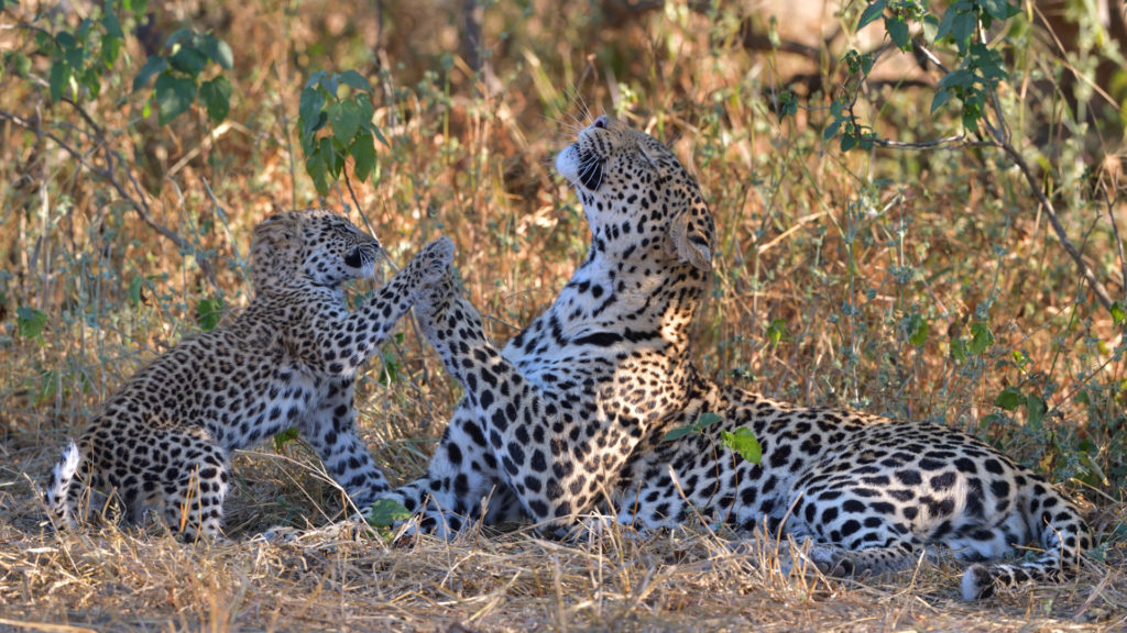 Leopardenspiel: Give me five