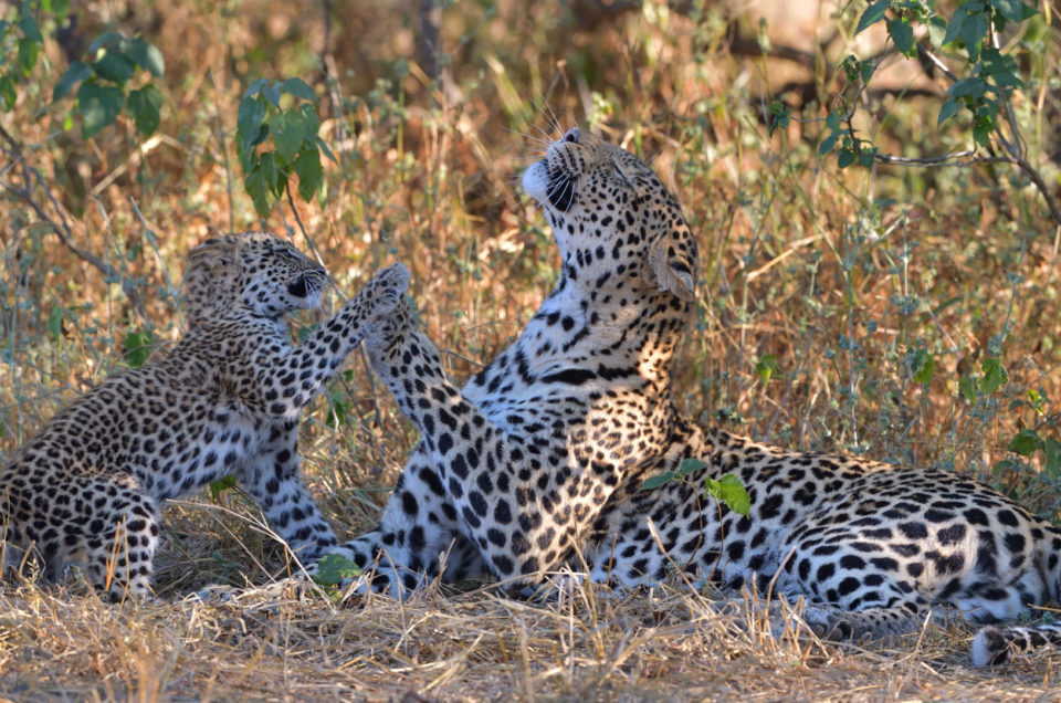 Leoparden im Mashatu Game Reserve