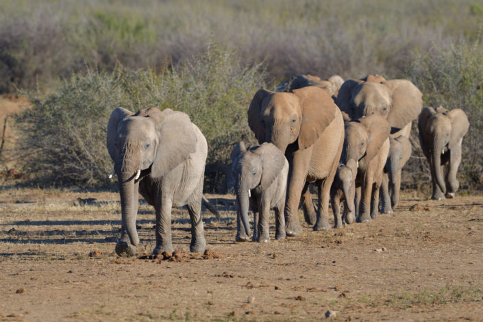 Madikwe Elefanten auf dem Weg zum Wasser