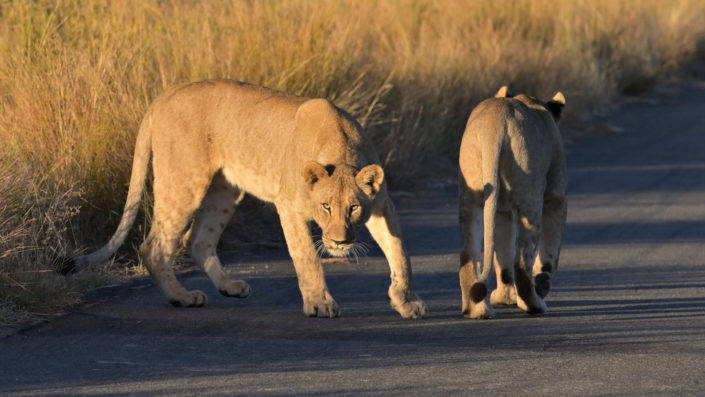 Löwen auf der Madikwe Teerstrasse