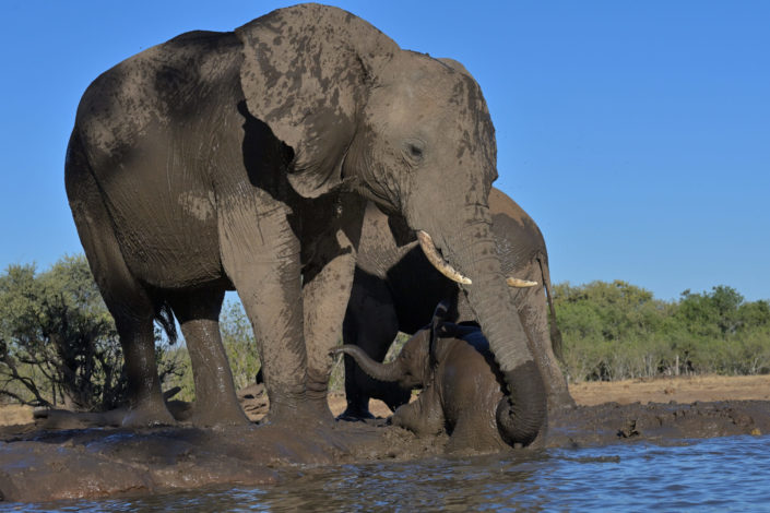 Elefanten-Mutter rettet ihr Baby aus dem Wasser