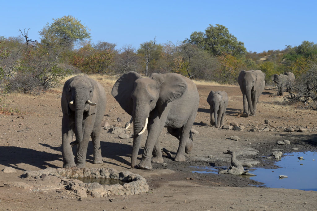 Elefanten am Mashatu Tent Camp Hide