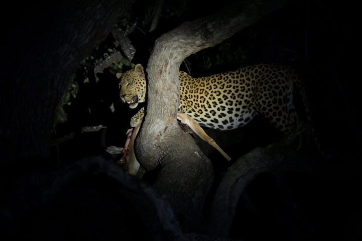 Leopard im Mashatu Game Reserve