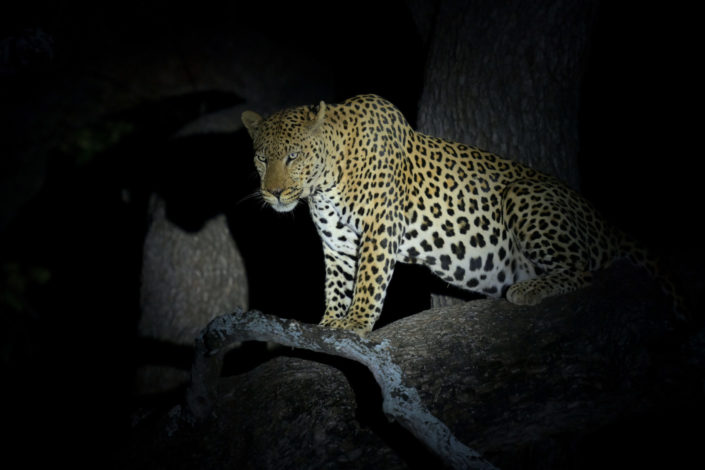 Männlicher Leopard auf einem Baum während der Nacht