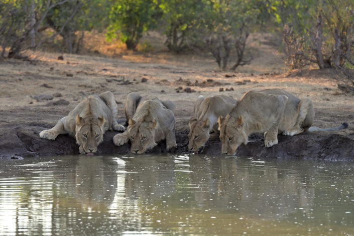 Durstige Löwen am Mashatu Photo Hide Wasserloch