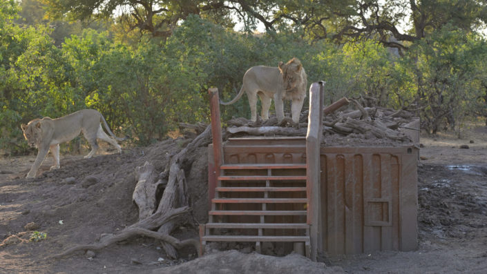 Löwen auf dem Dach des Mashatu Photo Hides