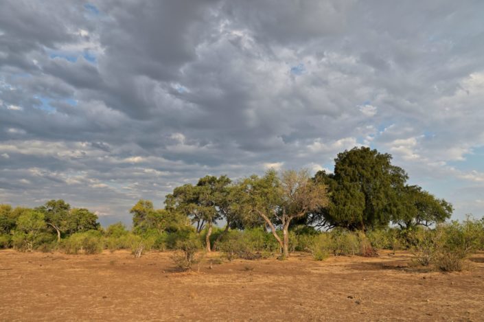 Der Mashatu Baum (dunkelgrün) ist der Namensgeber des Mashatu Game Reserve
