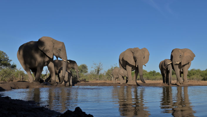 Elefanten mit ihrem Nachwuchs am Mashatu Photo Hide