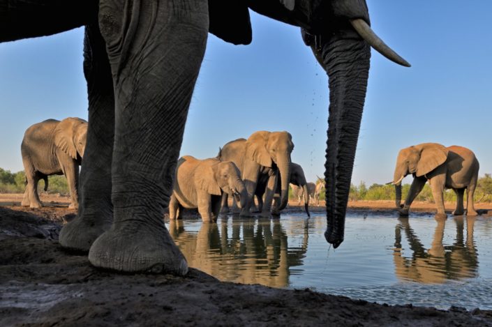 Elefanten ganz nah im Mashatu Photo Hide