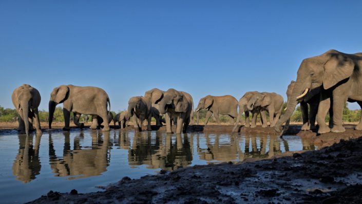Elefanten am Mashatu Hide