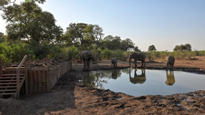 Elefanten am Mashatu Photo Hide Wasserloch