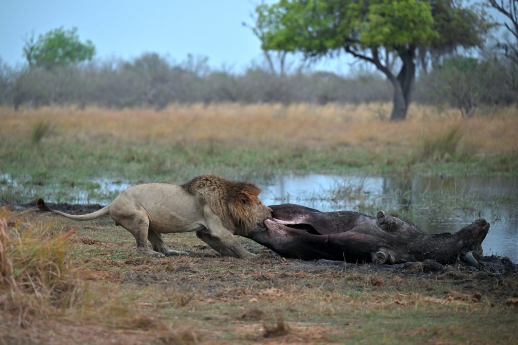 Löwen im Okavango Delta