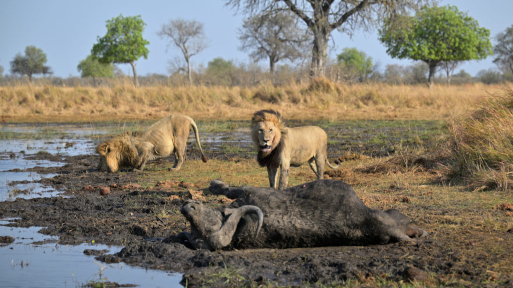 Löwen im Okavango Delta bewachen ihren Kill