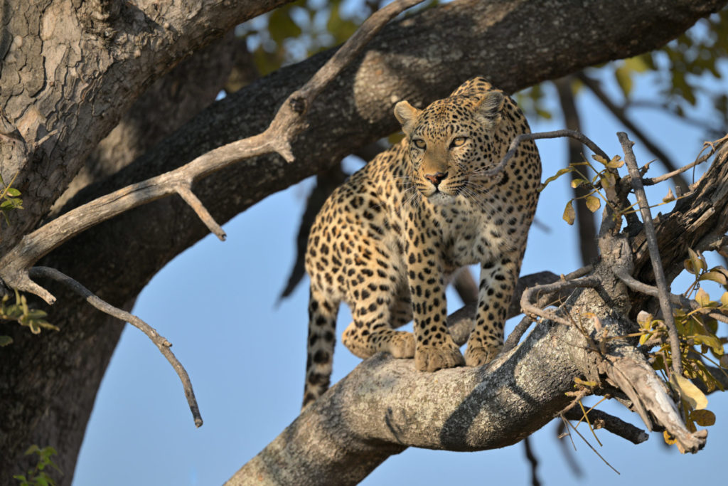 Leopardin auf der Jagd