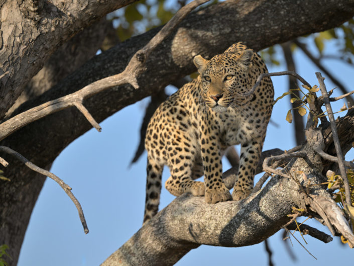 Leopardin im Okavango Delta