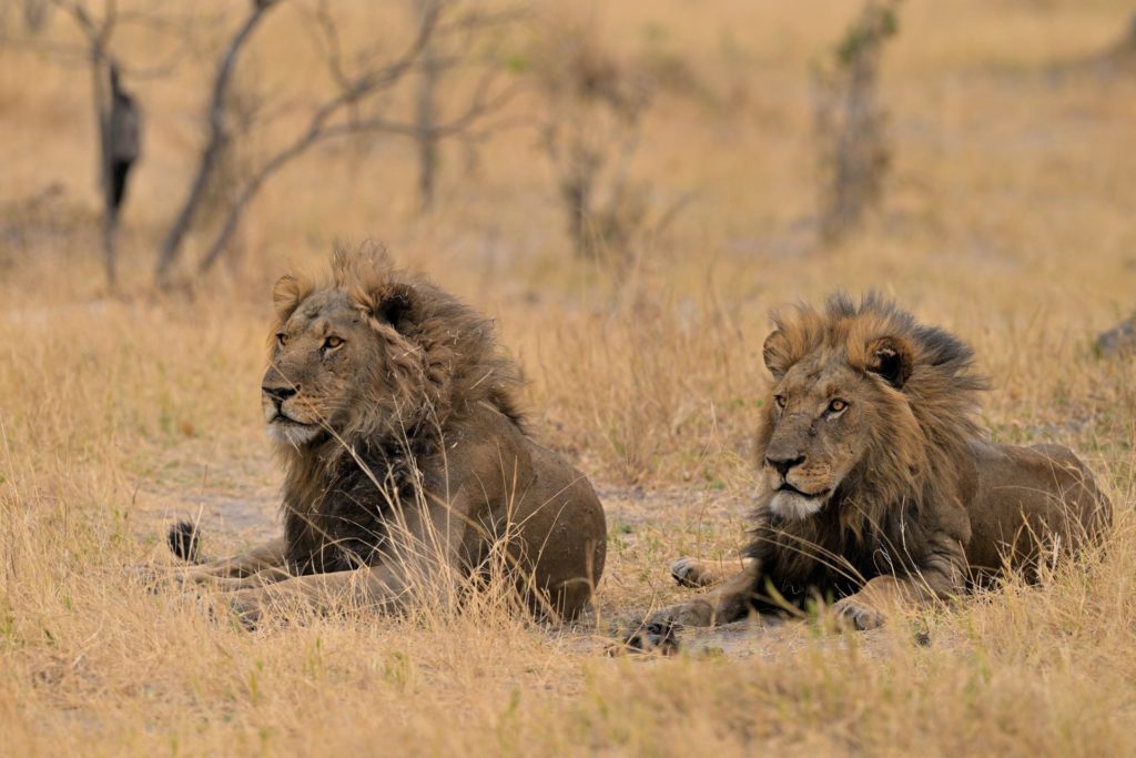Zwei Löwen machen eine kurze Pause in ihrem Revier im Okavango Delta