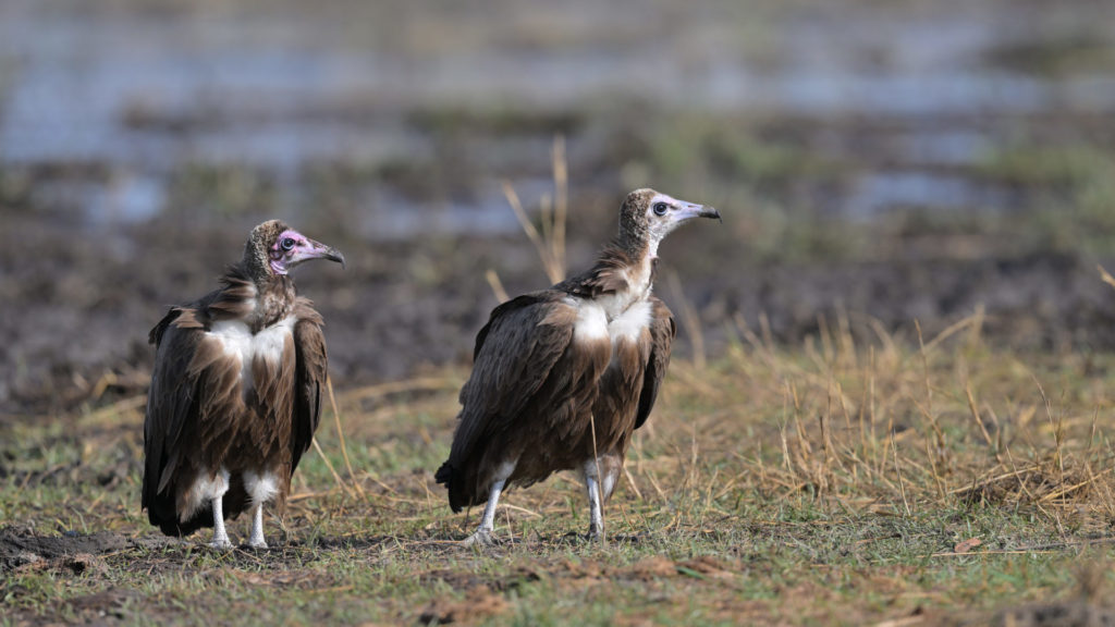 Kappengeier (Hooded Vulture) im Okavango Delta
