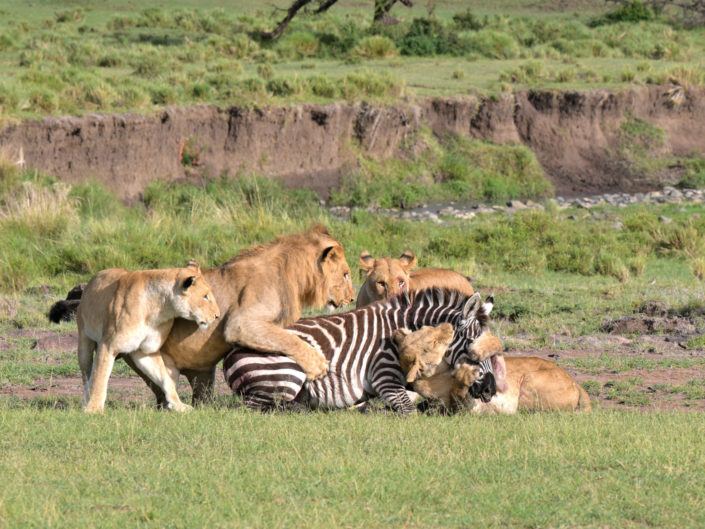 Lion Kill Zebra