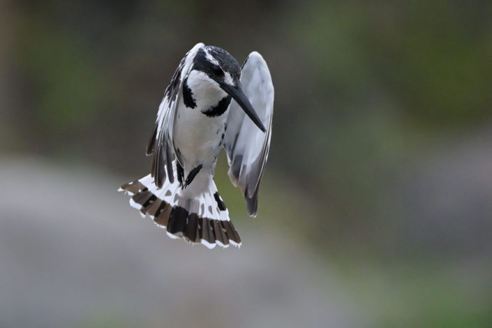 Pied Kingfisher