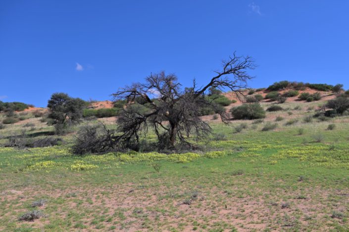 Kgalagadi 2025