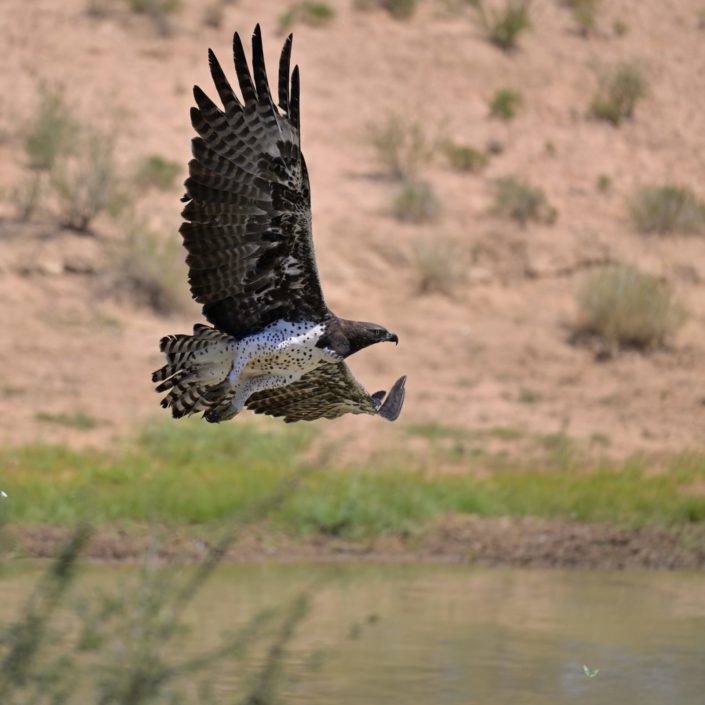 Martial Eagle at Kij Kij, Nossob Valley, Kgalagadi