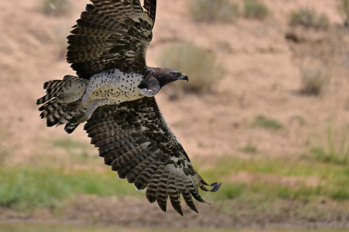 Kgalagadi Birds