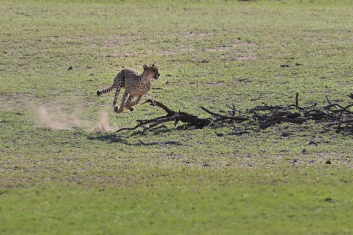 Kgalagadi 2025
