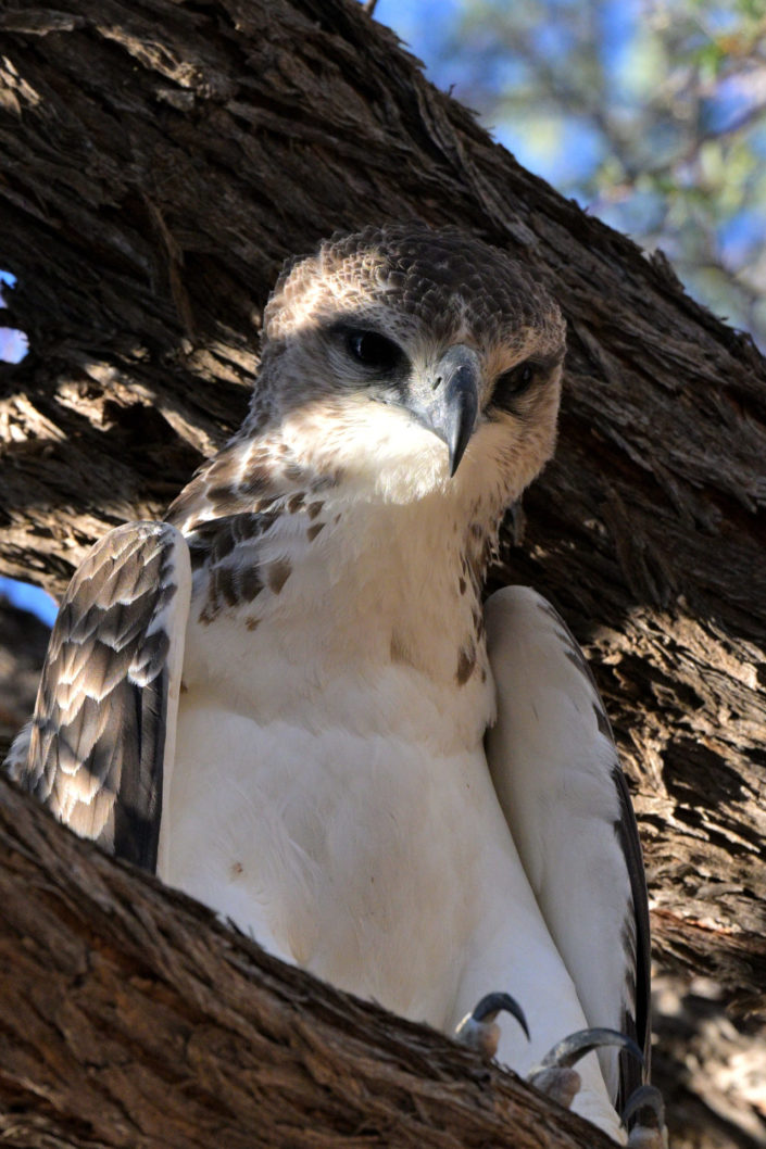 Kgalagadi Birds