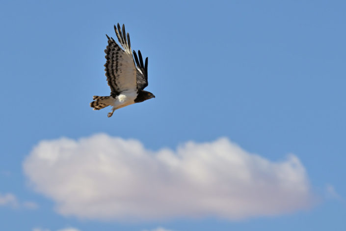Black-chested Snake Eagle