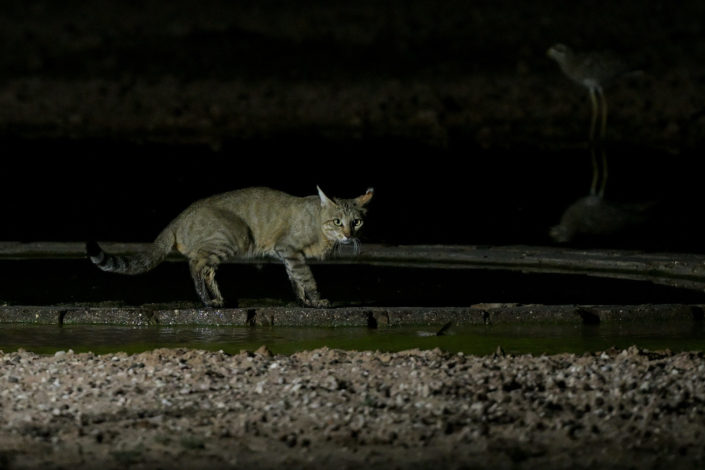 African Wild Cat @ Urikaruus