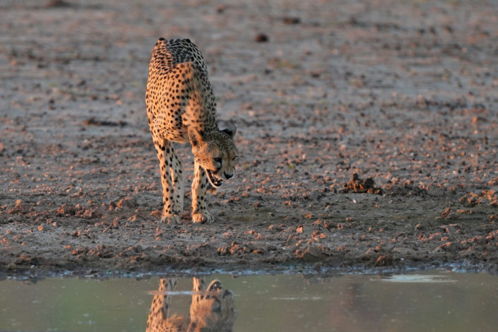 Kgalagadi 2025